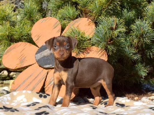 PoulaTo: Pinscher miniature Chocolate cream - Πίντσερ μινιατούρα Σοκολατί κρεμ